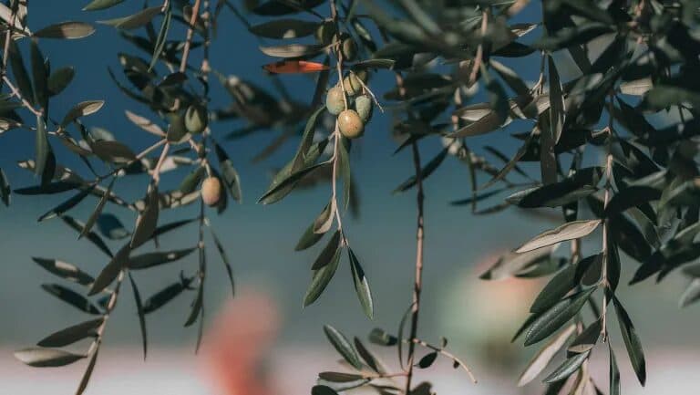 Allergie à l’olivier : quand la nature oppose son refus aux nouveaux venus