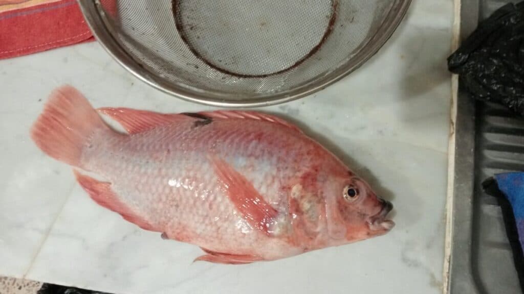Politique alimentaire : l’Algérie parie sur une espèce de poisson sans hormones