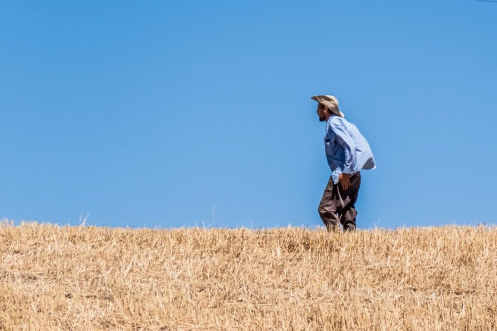 IA et céréales en Algérie : semer les données, récolter l’avenir