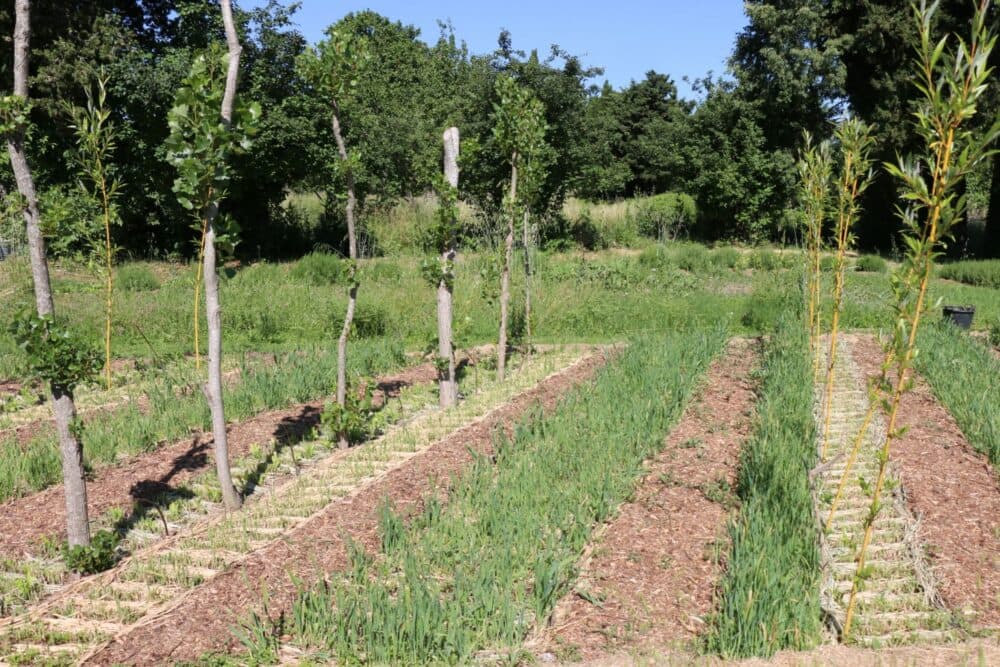 Coup d’œil sur l’agriculture des Bouches-du-Rhône