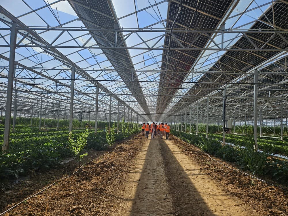 Sous les panneaux solaires, à l’aise les fraises ?