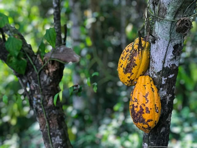 Du chocolat écologiquement correct ?