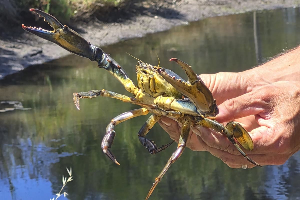 Mieux connaître le crabe bleu pour mieux vivre avec