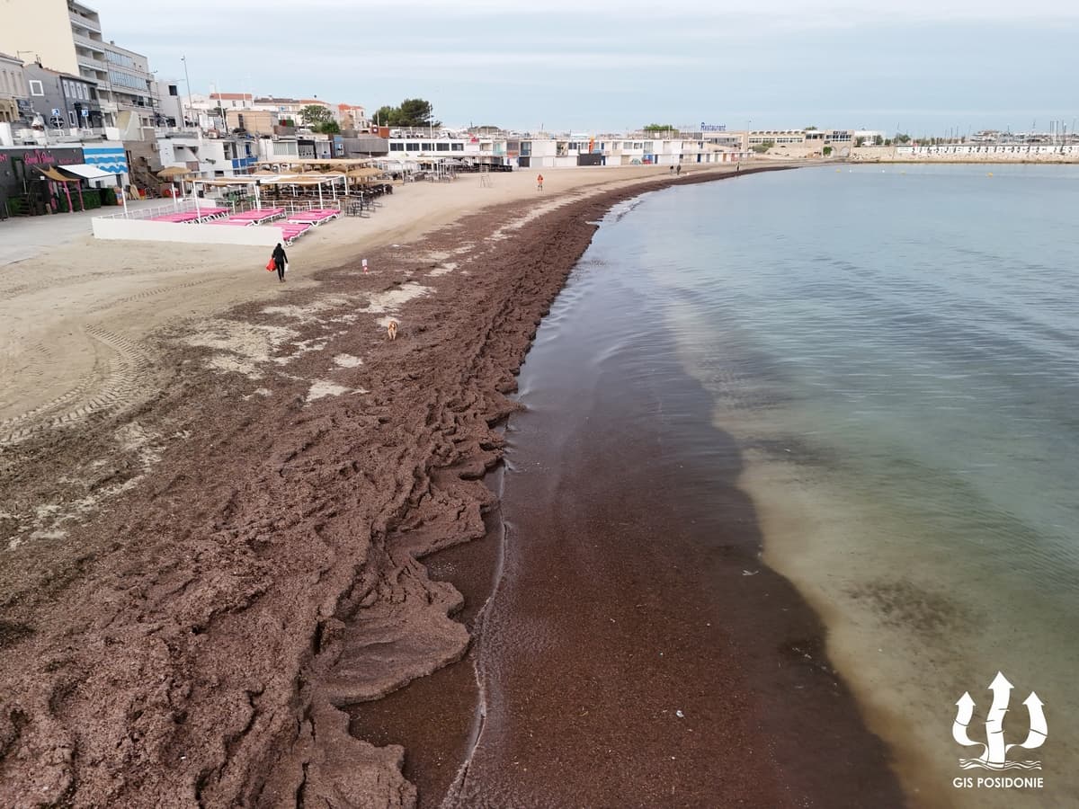La posidonie, rempart contre l’érosion des plages