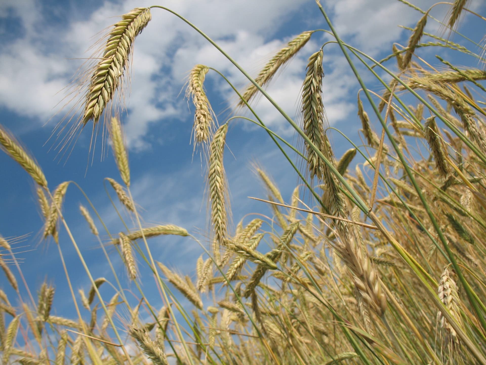 Du blé à la farine : un céréalier reprend la main sur ses cultures
