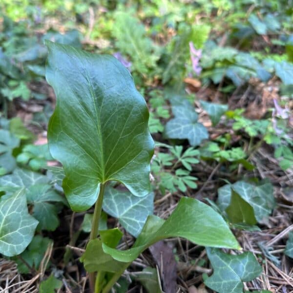 In Anatolia, the arum is a toxic plant but endowed with virtues.