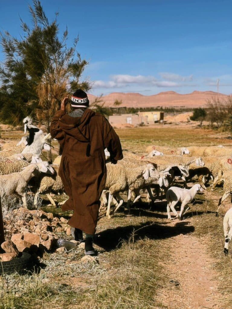 Mouton de l’Aïd : de l’étable au souk, le prix se détraque