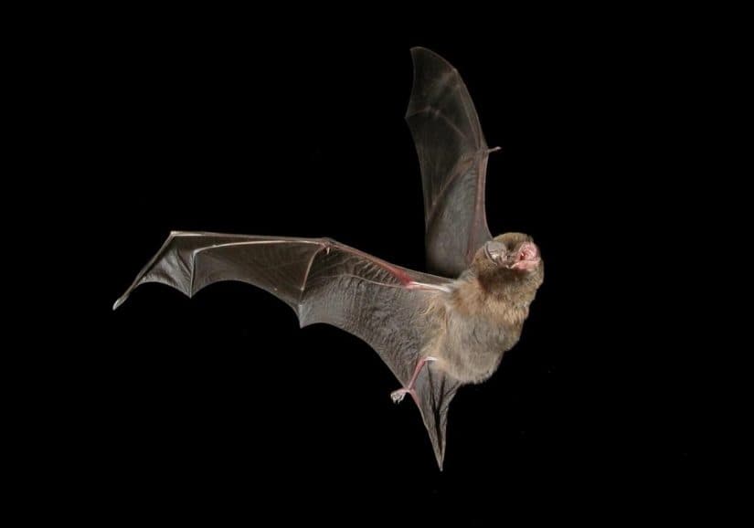 Baisser la lumière pour le bien-être des chauves-souris