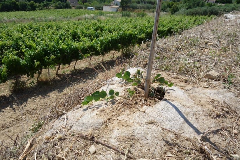 Un maraîcher relance la filière de la câpre en Provence