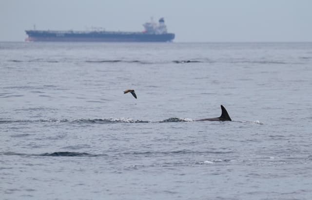 Alerte cétacés dans le Sanctuaire Pelagos